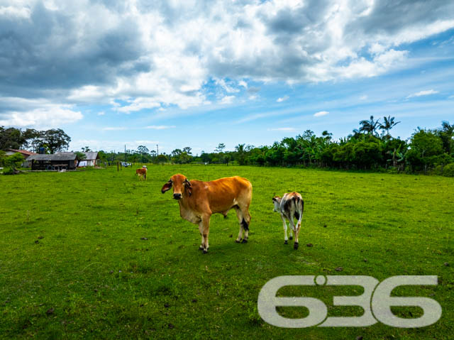 Foto de Chácara/Sítio Balneário Barra do Sul Pinheiros 03018834