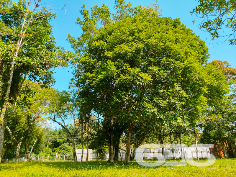 Terreno - Pinheiros - Balneário Barra do Sul